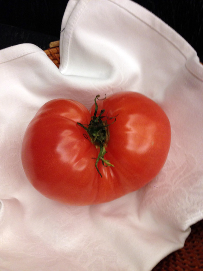 New Tomato from Okinawa!!!